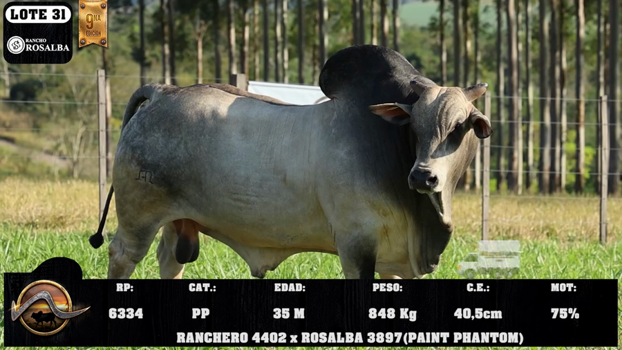 Lote LOTE 31