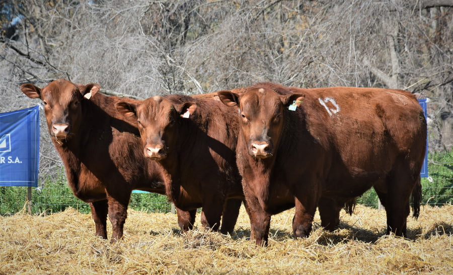 Lote "Cabaña ""La Marianita"" Toros Angus PC"