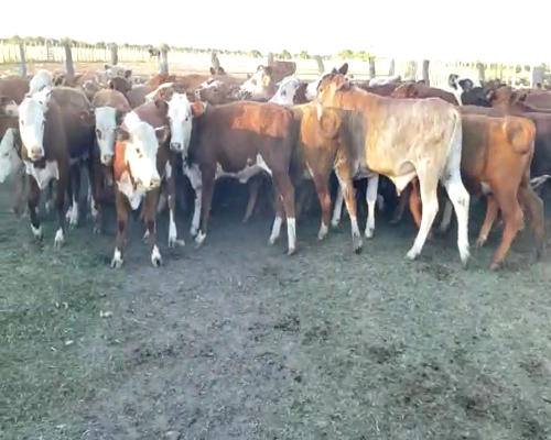 Lote 70 Terneros/as en Villaguay, Entre Ríos