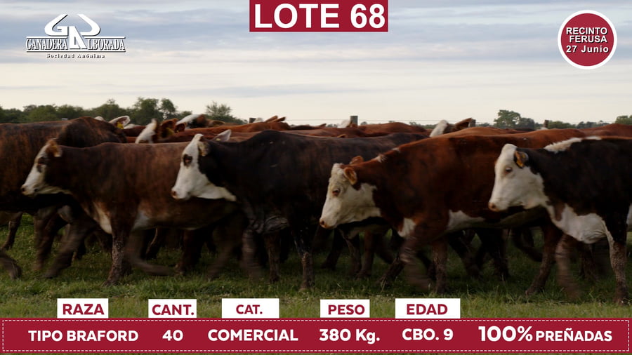 Lote Reproductores de Alborada - Lote 68