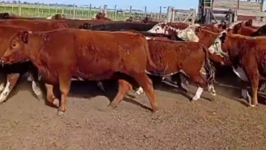 Lote 60 NOVILLITOS, LA CESIRA, CÓRDOBA