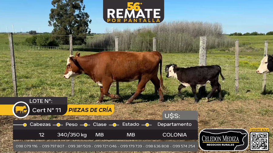Lote 12 Piezas de cría en Puntas de Melo, Colonia