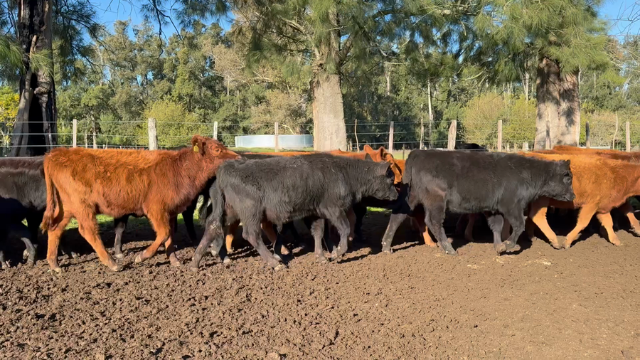 Lote 120 Terneros/as