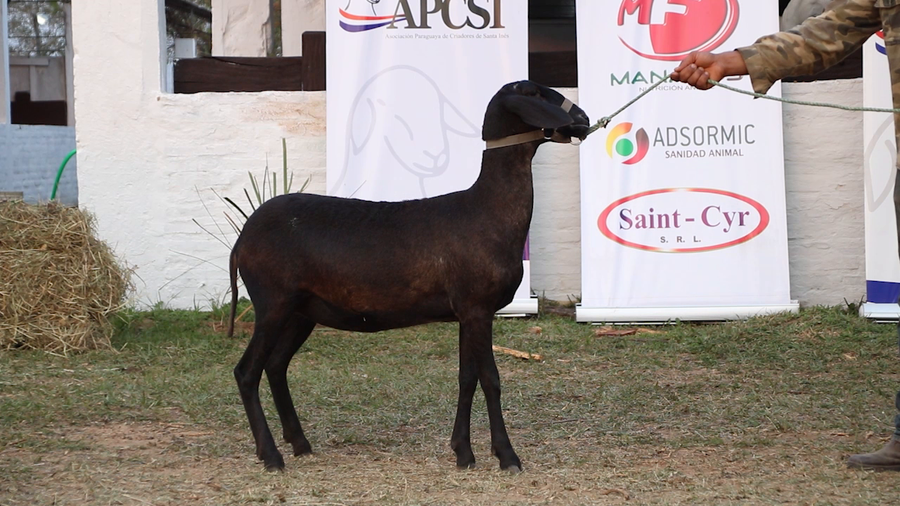 Lote Lote 11 - Ovinos