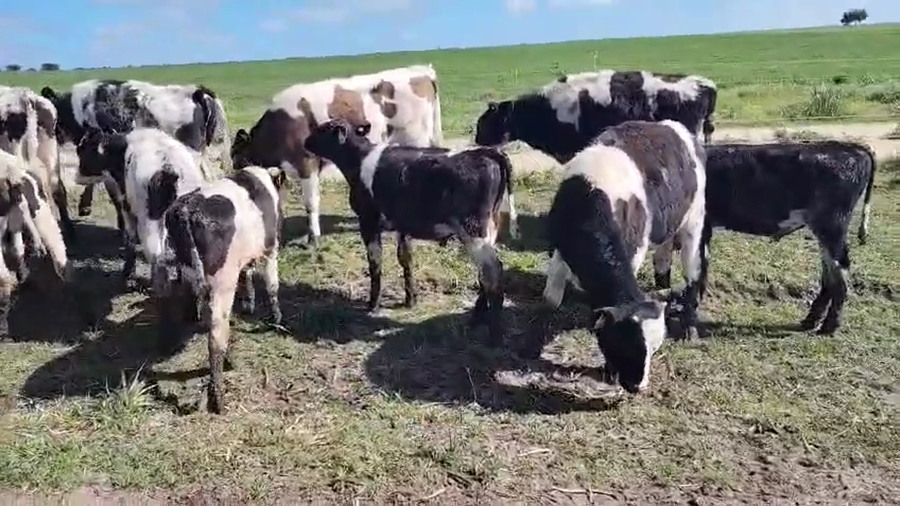 Lote 20 Terneros a remate en Pantalla Camy, San José