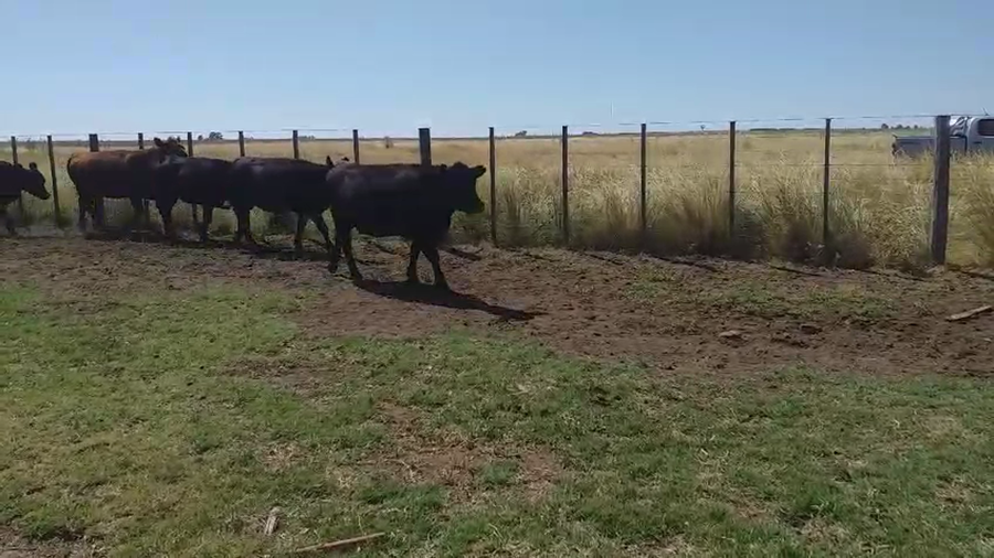 Lote 17 Terneros/as