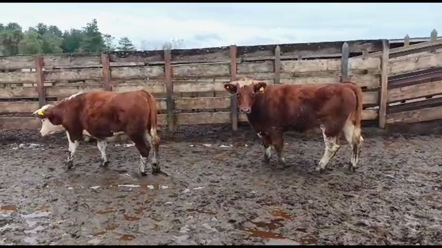 Lote 20 Novillo Gordo en Los Ángeles, VIII Región Biobío