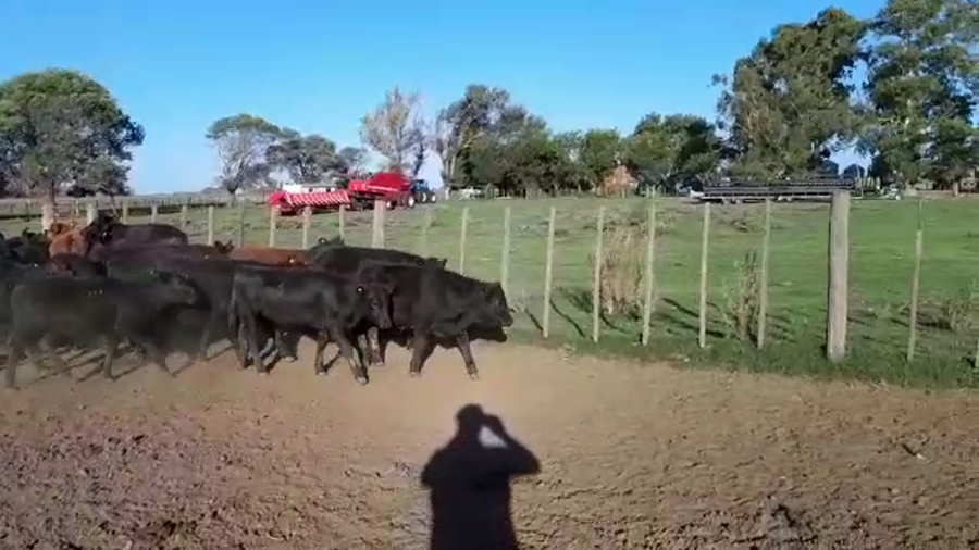 Lote 37 Terneros/as en Buenos Aires, Pehuajó