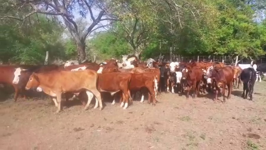 Lote 63 Novillitos en Goya, Corrientes