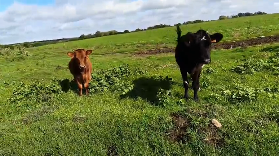 Lote 2 Piezas de cría a remate en Pantalla Camy, San José