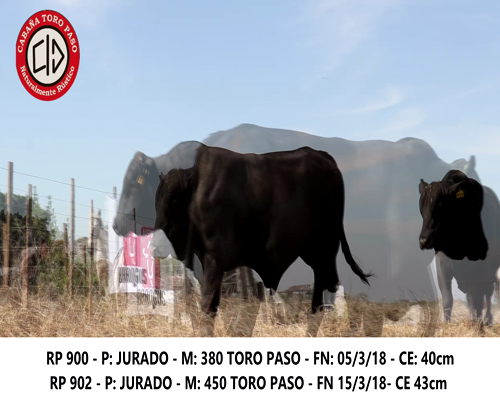 Lote DUO TORO PASO