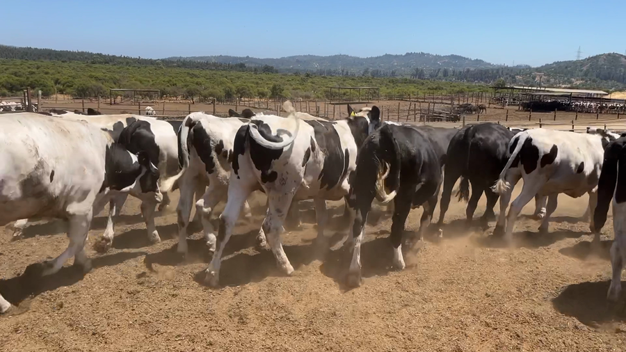 Lote 42 Novillo Gordo en Casablanca, V  Región Valparaíso