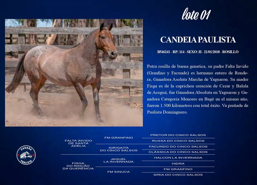 Lote Candeia Paulista