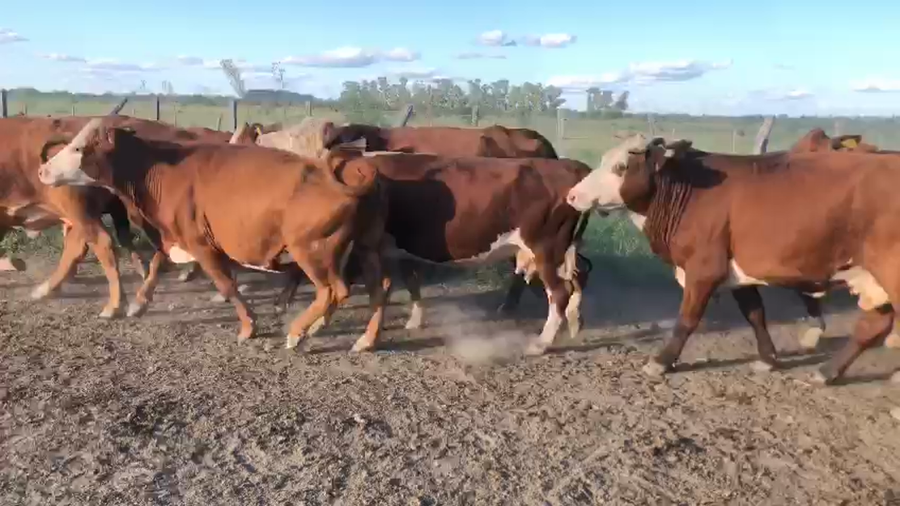 Lote 45 Vacas de invernar