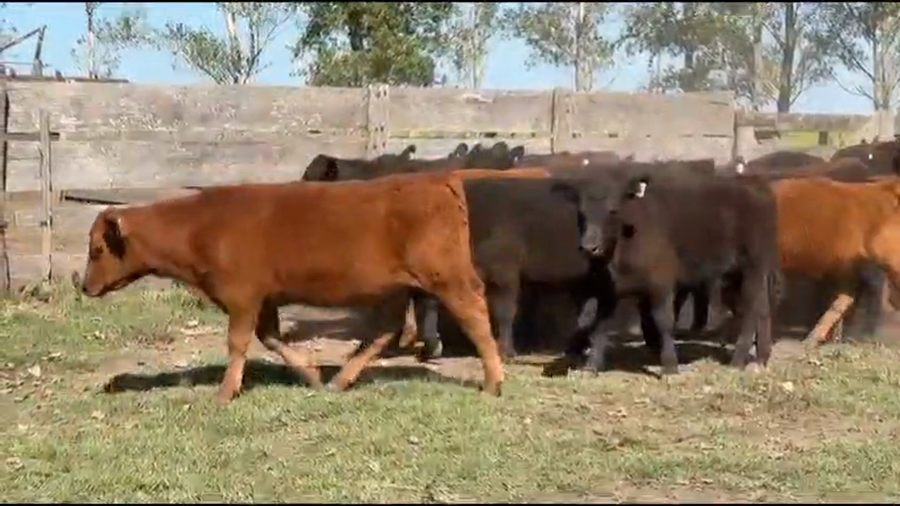 Lote 32 Terneros
