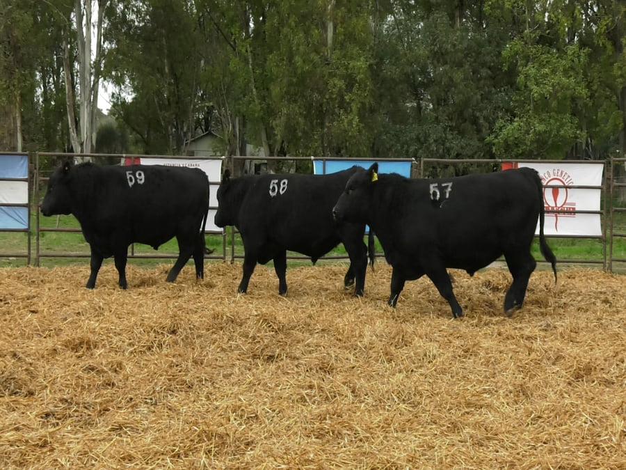 Lote TOROS ANGUS NEGROS PC