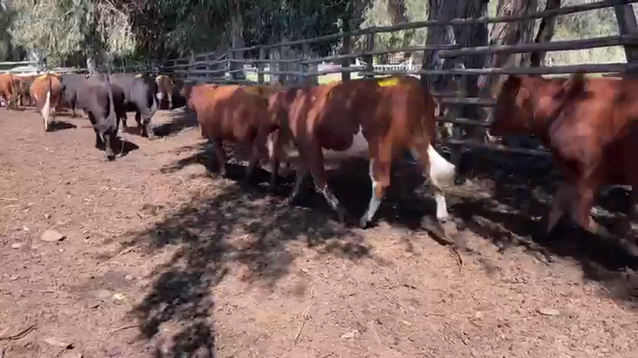 Lote 50 Novillo Engorda en Melipilla, Región Metropolitana
