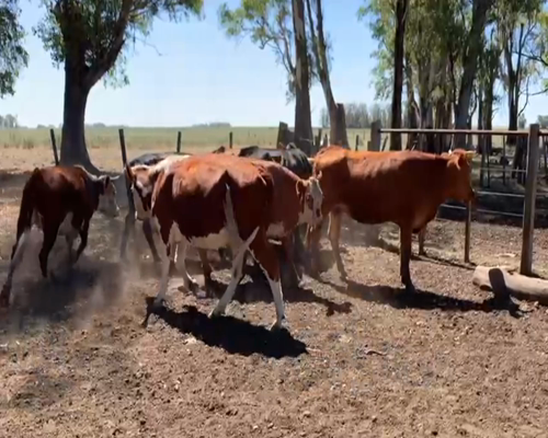 Lote VACAS PREÑADAS