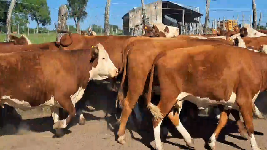 Lote 46 Vacas usadas preñadas en Corrientes, Mercedes