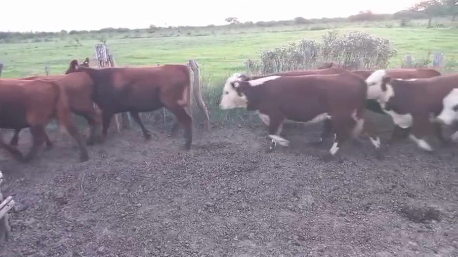 Lote 36 Vaquillonas C/ gtia de preñez