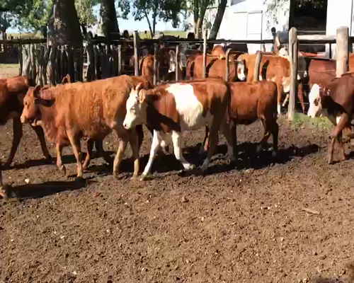 Lote 61 Terneras en Mercedes, Corrientes