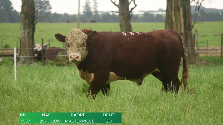 Lote Toros POLLED HEREFORD a remate en 4º  Remate  Anual Cabaña El Treból en Liga de Trabajo de Guichón