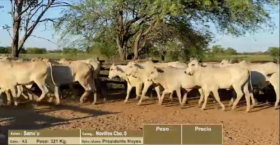 Lote LOTE 1 - NOVILLOS CBO 0