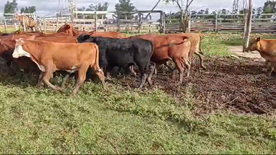 Lote 120 Terneros en Virasoro, Corrientes