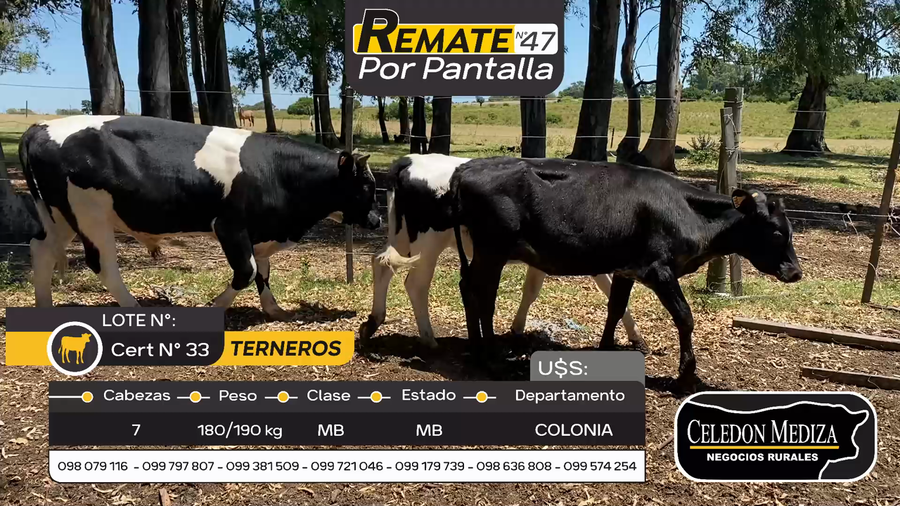 Lote 7 Terneros en Riachuelo, Colonia