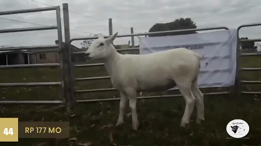 Lote Borregas a remate en Texel Don Amilcar y Villa Olivar, Tacuarembó