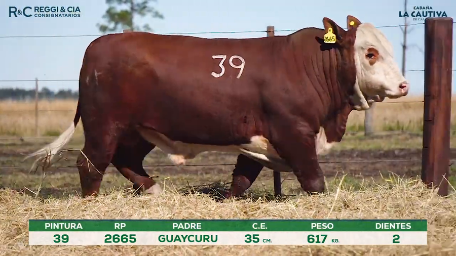 Lote Toros Braford controlados