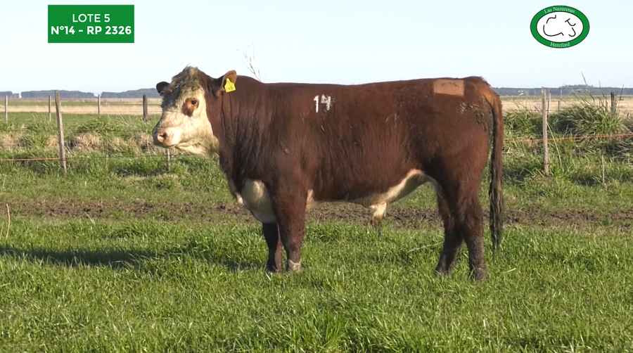 Lote Toros Polled Hereford Puros Registrados. Las Nazarenas