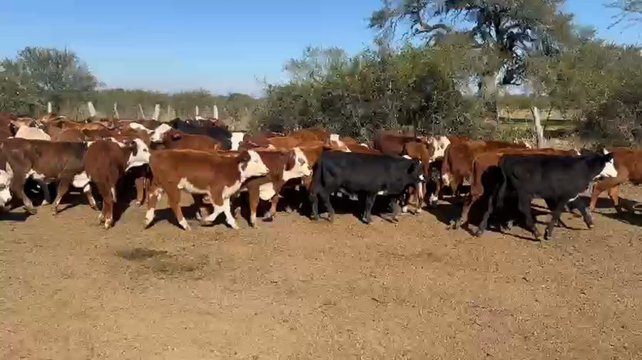 Lote 100 Terneros