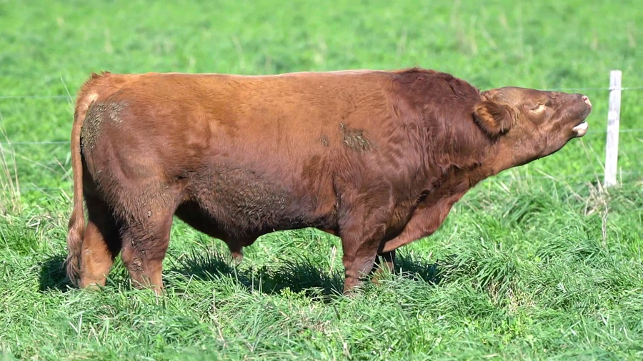 Lote TORO