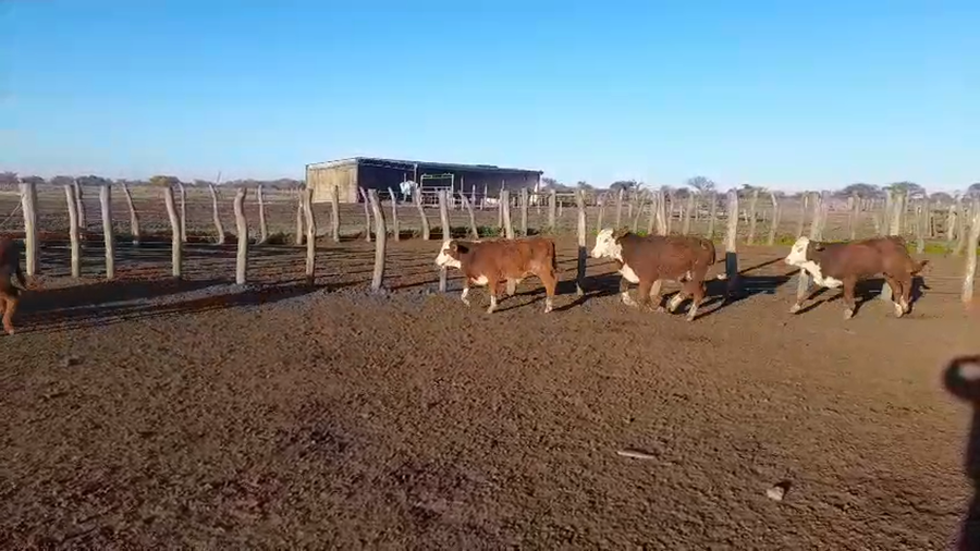 Lote 140 Terneros