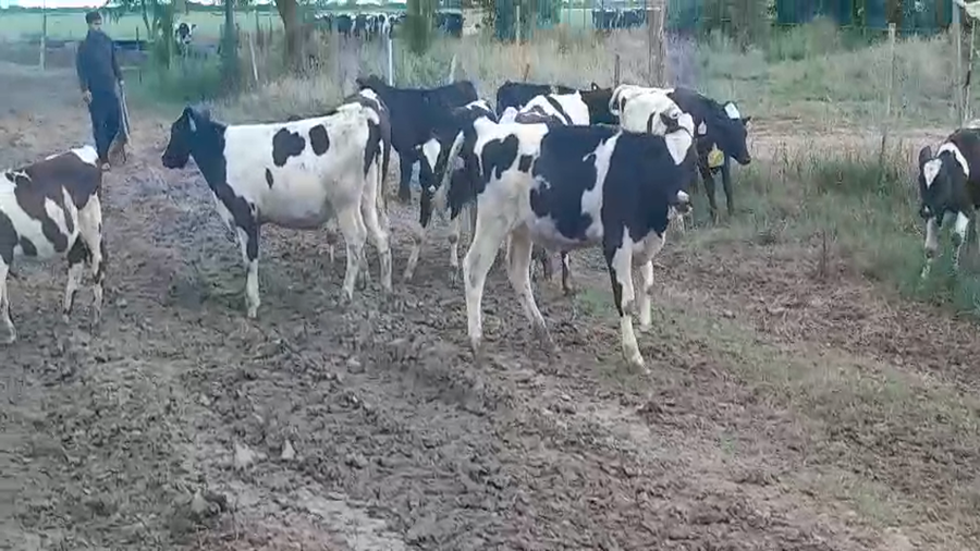 Lote 15 Terneros Holando Argentino y Jersey en Sunchales, Santa Fe