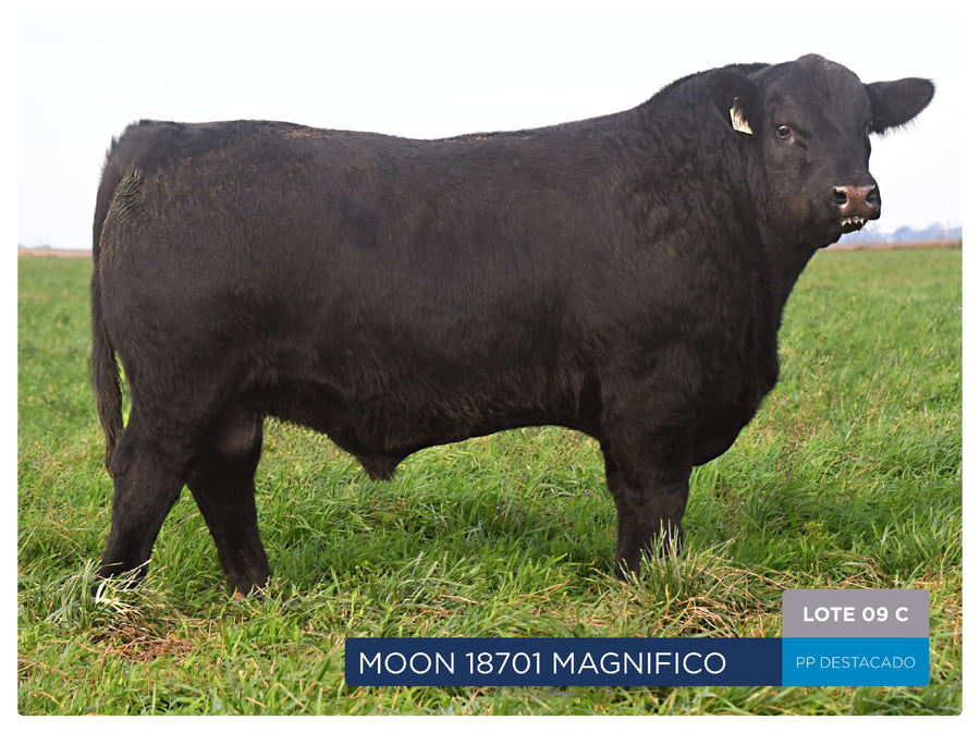 Lote RP 18670, 18717 Y  18701 - Toro PP