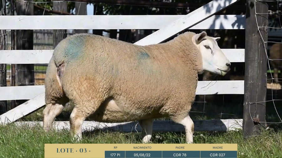 Lote Lote 3