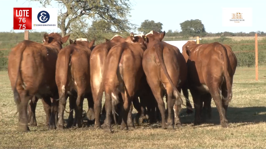 Lote Vaquillas Braford Generales-Preñadas IATF (17-12-2021) y Servicio Colectivo (27/12/21 al 05/02/22)