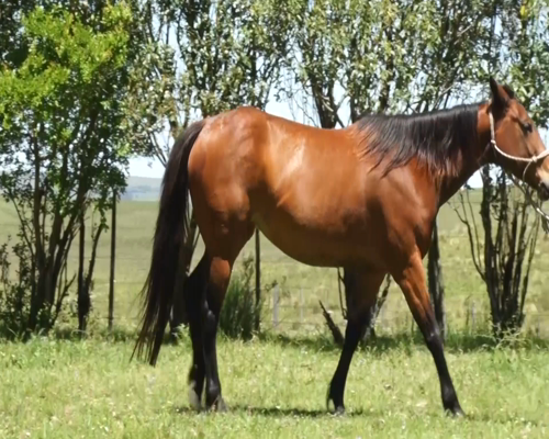 Lote AMANECER BRUMA OLENA