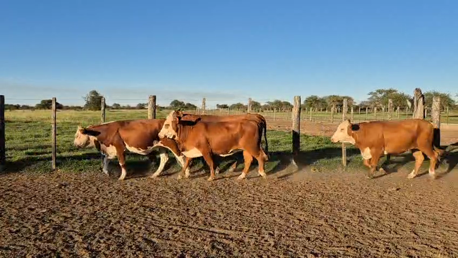 Lote 35 Vacas nuevas Preñadas
