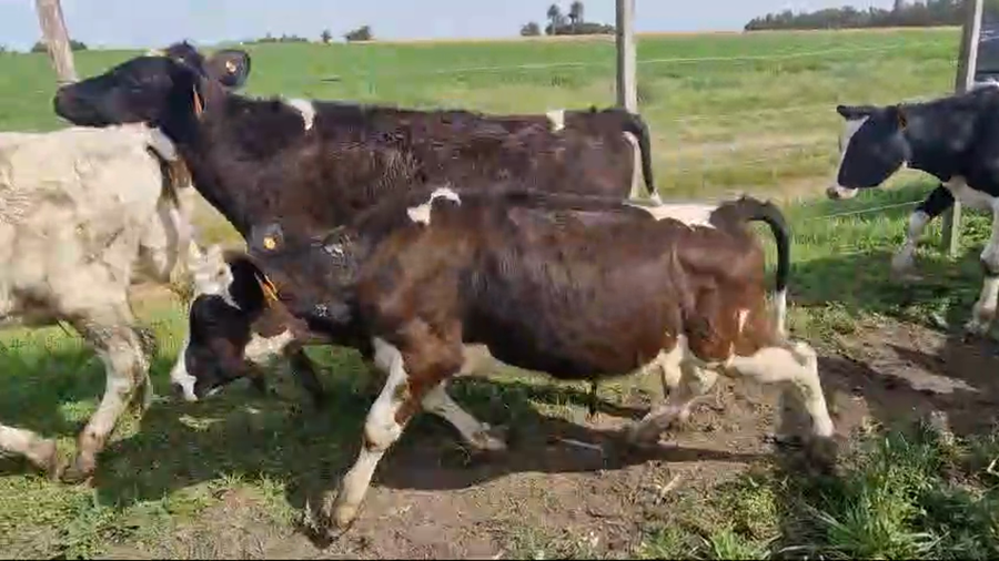 Lote 38 Terneros Holando a remate en Pantalla Camy  en a 8km de San Jose