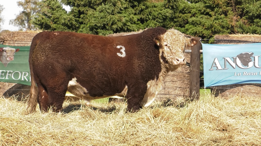 Lote TOROS P. HEREFORD PURO REGISTRADO