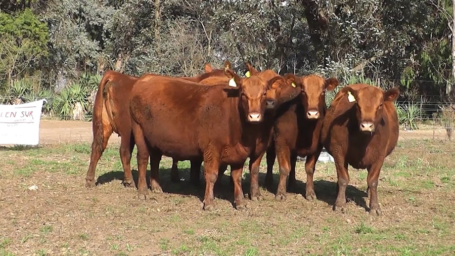 Lote VAQUILLONAS PURAS CONTROLADAS CON GARANTIA DE PREÑEZ