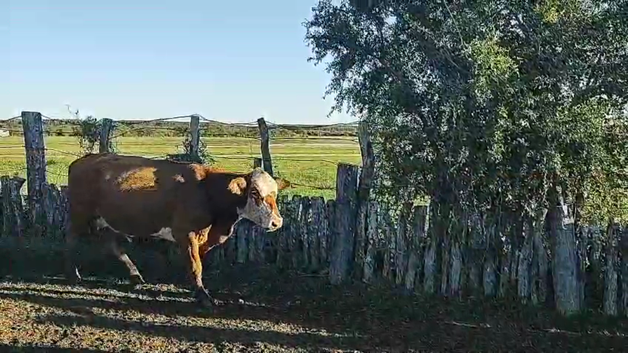 Lote 45 Vacas nuevas C/ gtia de preñez en Corrientes, Perugorría