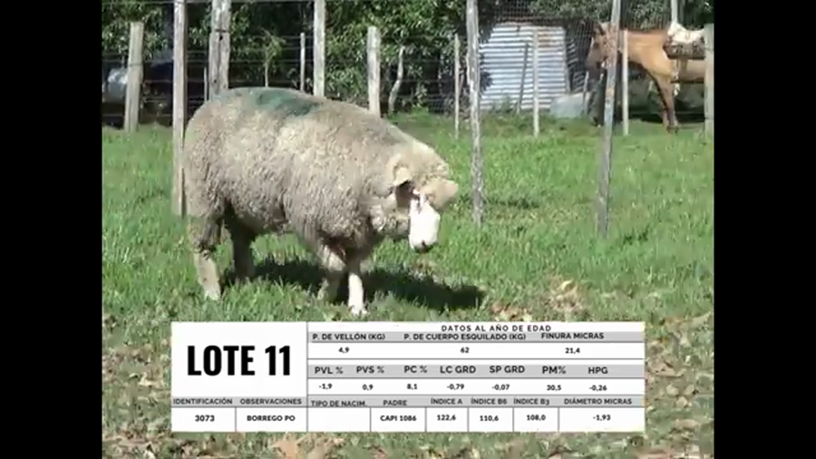 Lote Borrego