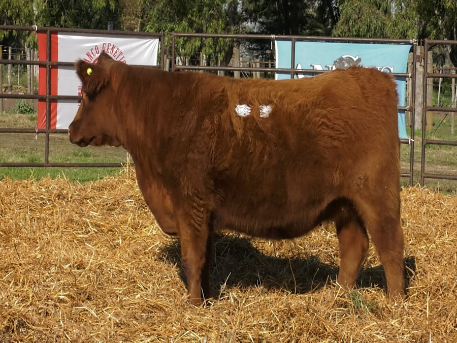 Lote VAQUILLONAS ANGUS  PP