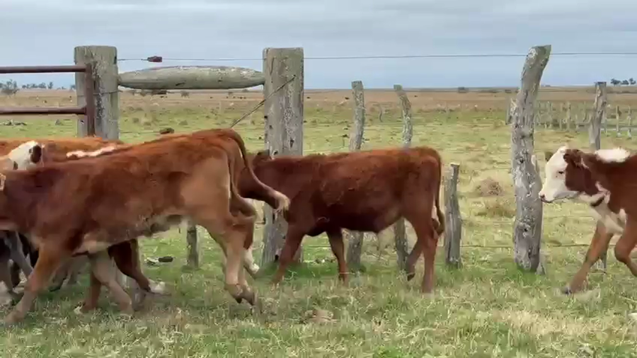 Lote 100 Terneras a término