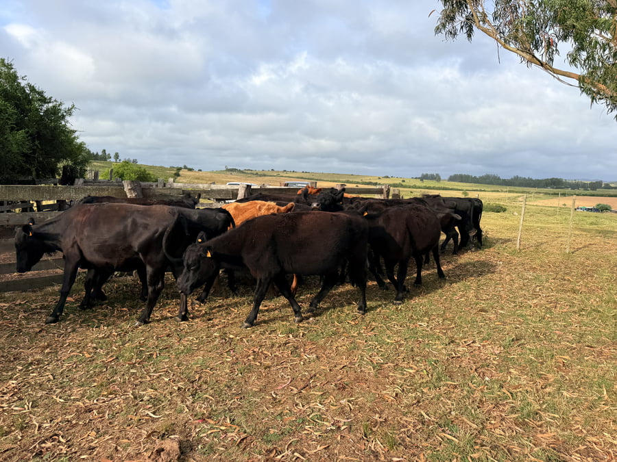 Lote Vacas Preñadas