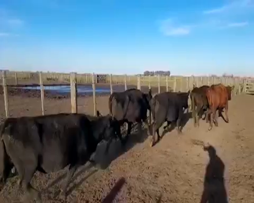 Lote 33 Vacas CUT  en Las Armas, Buenos Aires